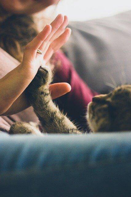 A picture containing cat, indoor, person, mammal
Description automatically generated